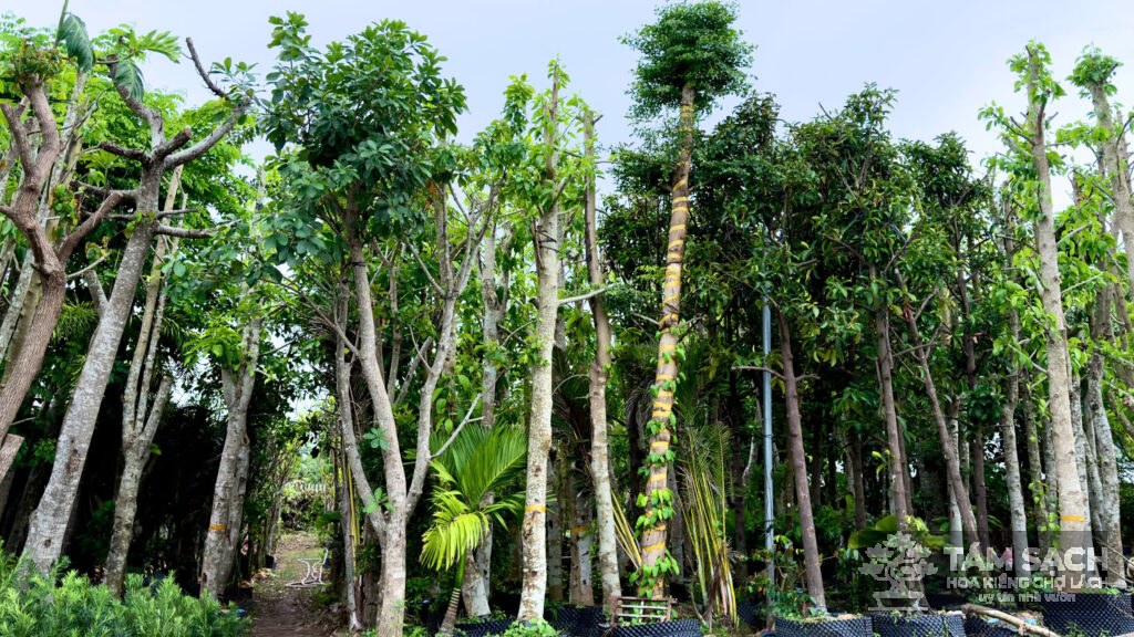 cây công trình bến tre đẹp