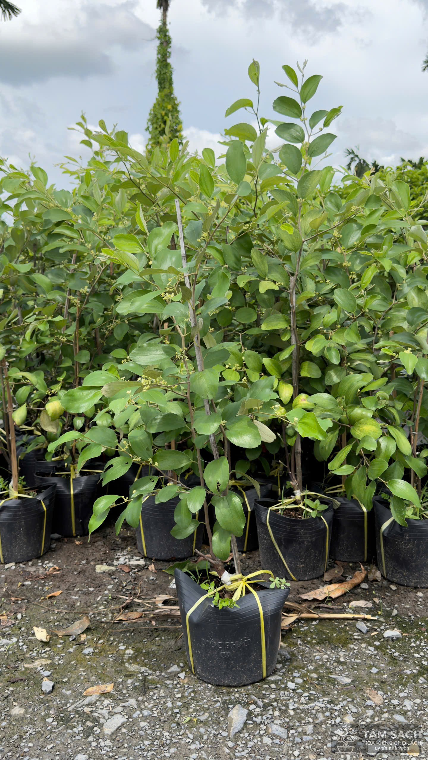 cây giống chợ lách 1