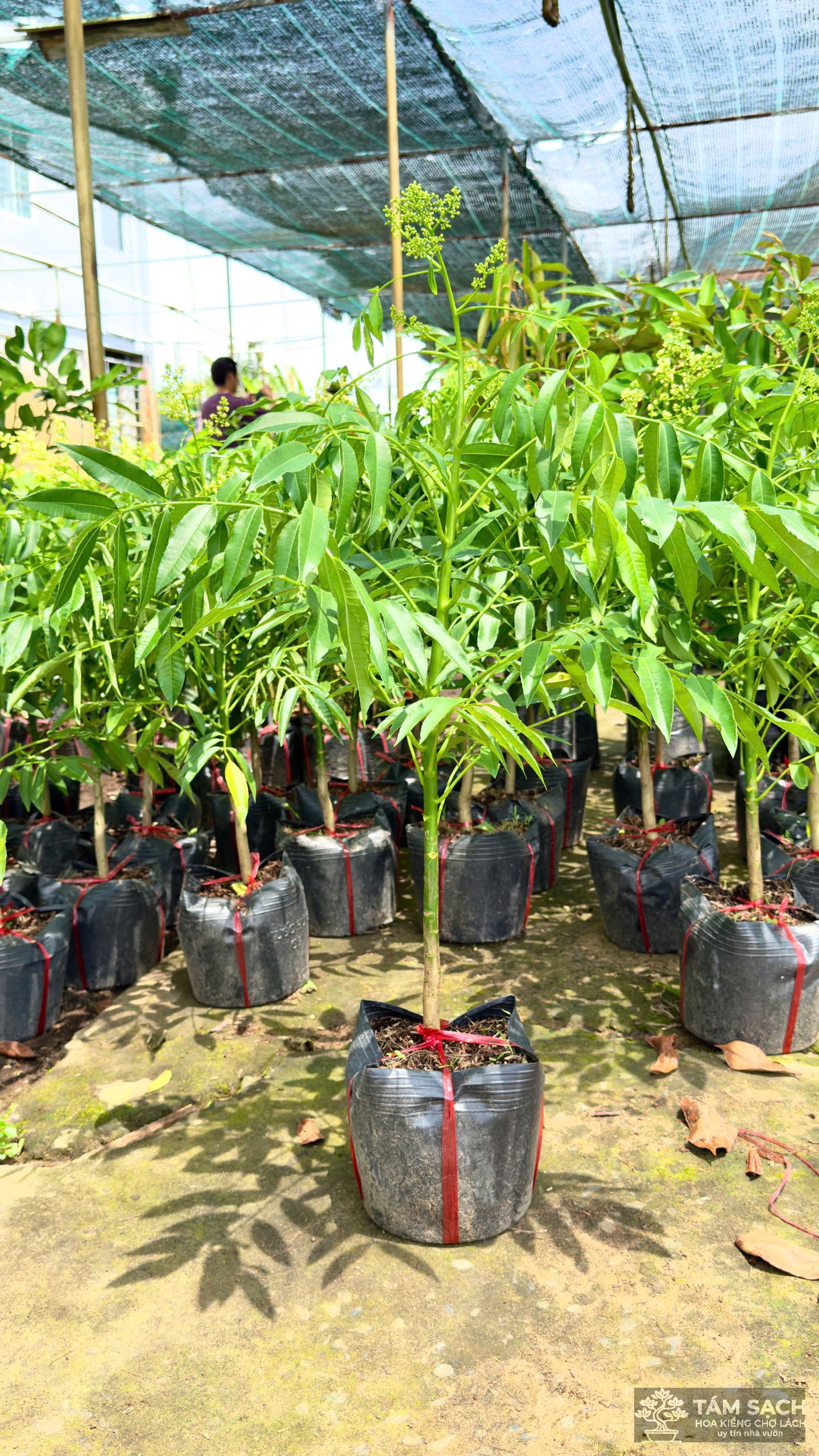 cây giống chợ lách 2