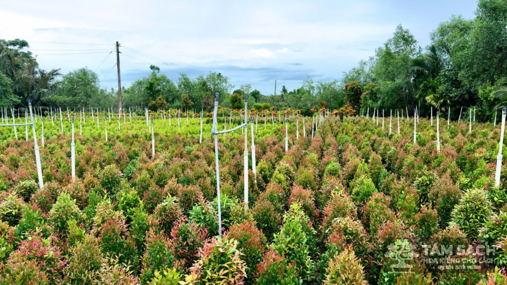 hoa kiểng tại bến tre tám sạch