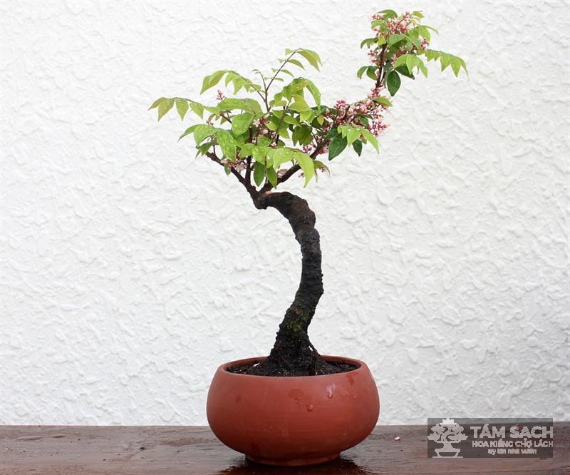 cây khế bonsai mini