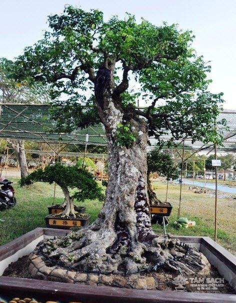 cây khế bonsai