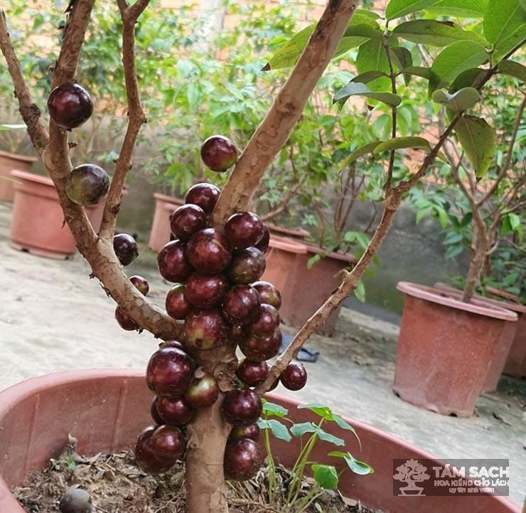 mua cây nho thân gỗ