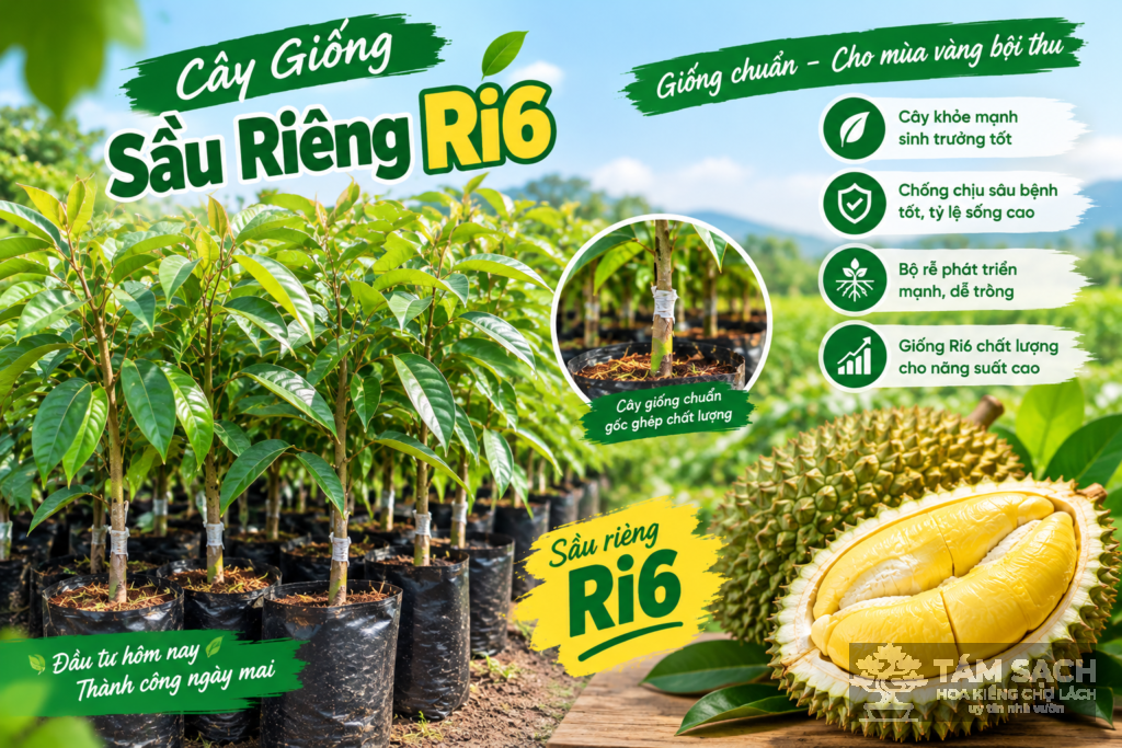 cây giống sầu riêng ri6 giá rẻ