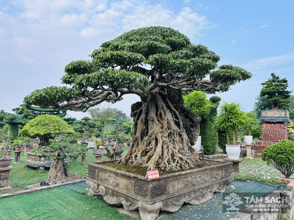 cây sanh bonsai đẹp