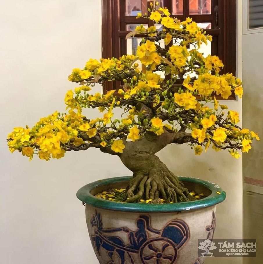 mai vàng chơi tết đẹp