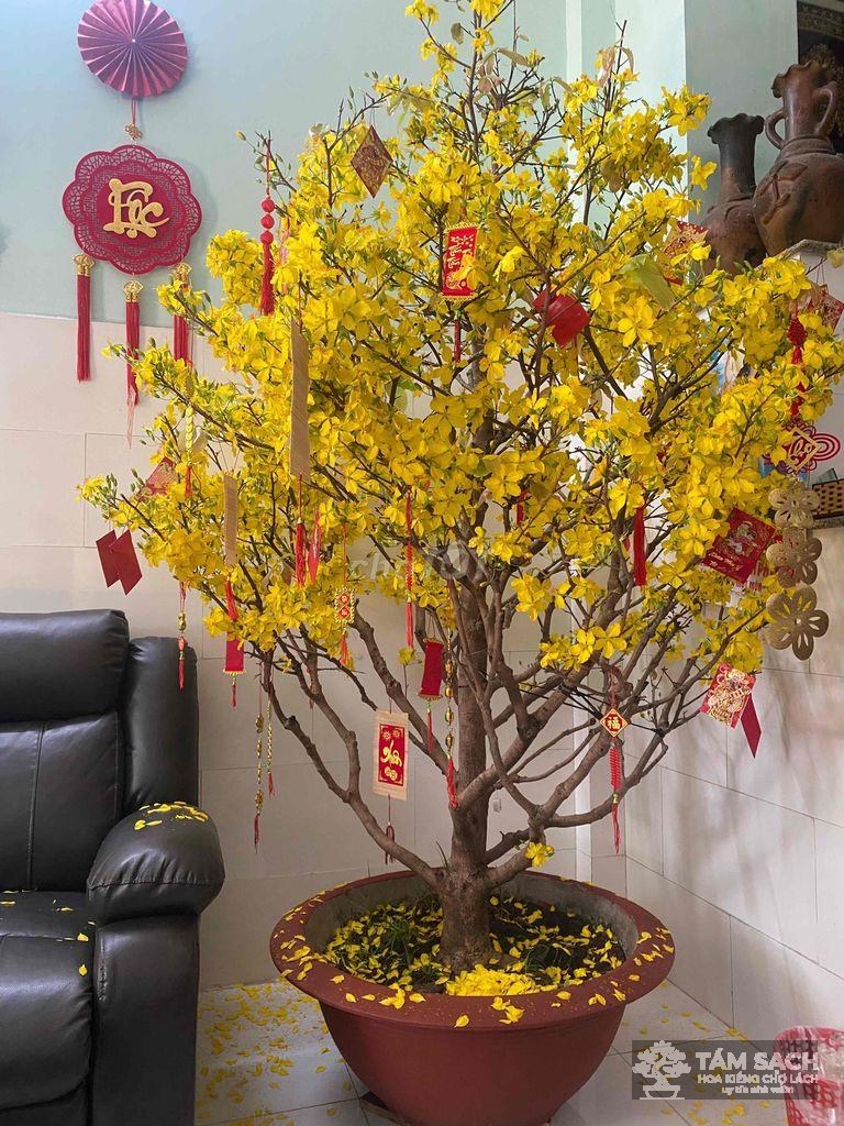 mai vàng chơi tết