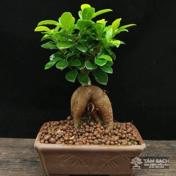 mẫu cây sanh bonsai